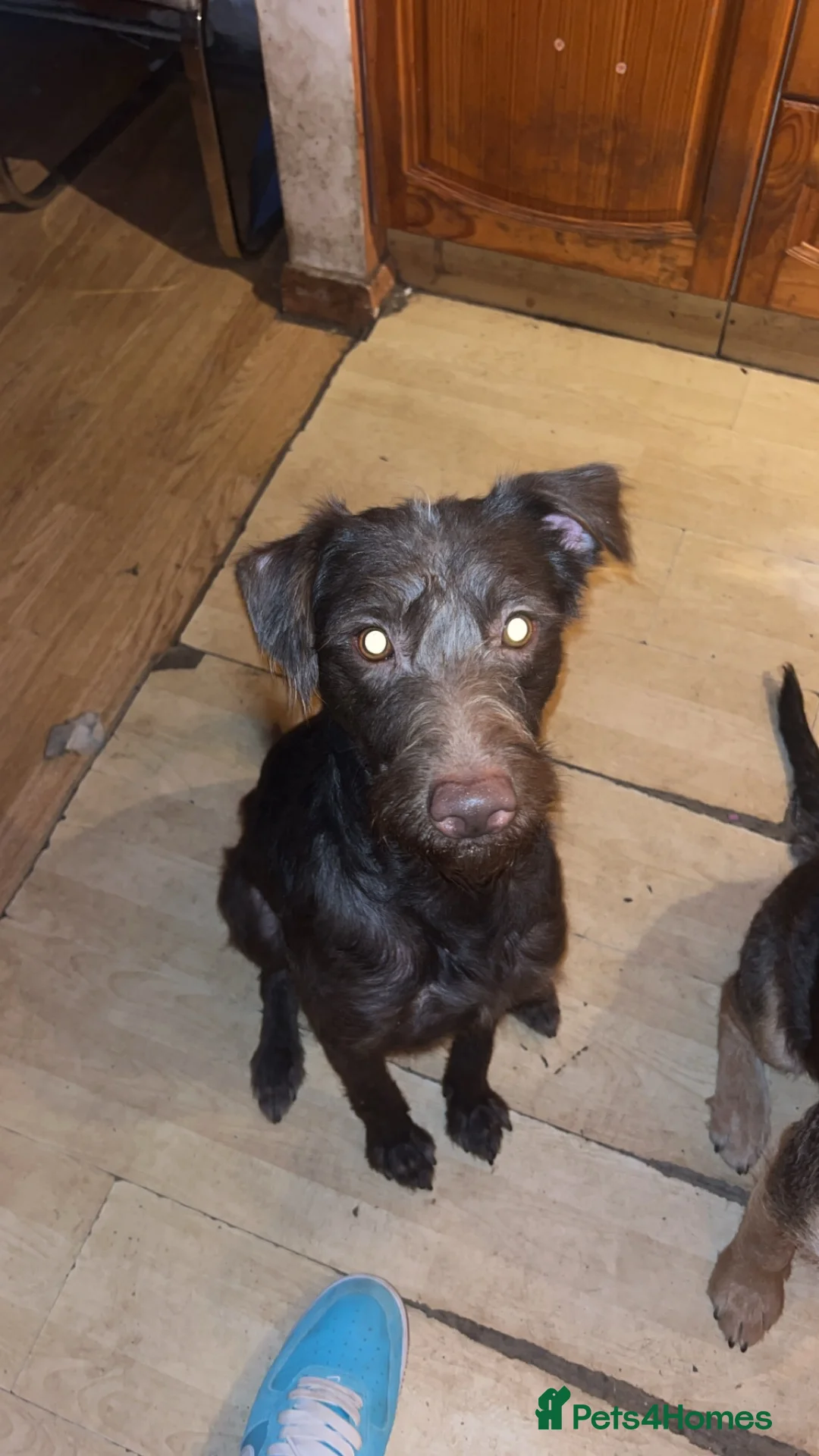 Lurcher dogs for sale: Beautiful boy  - Advert 2