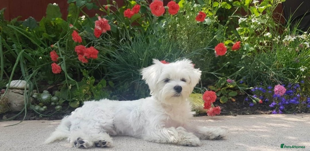 Maltese dogs for stud: KC registered Maltese for Stud duties (Proven) in Doncaster - Advert 7