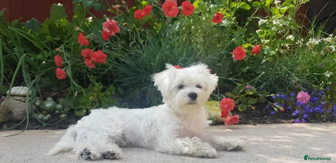 Maltese dogs for stud: KC registered Maltese for Stud duties (Proven) in Doncaster - Advert 7
