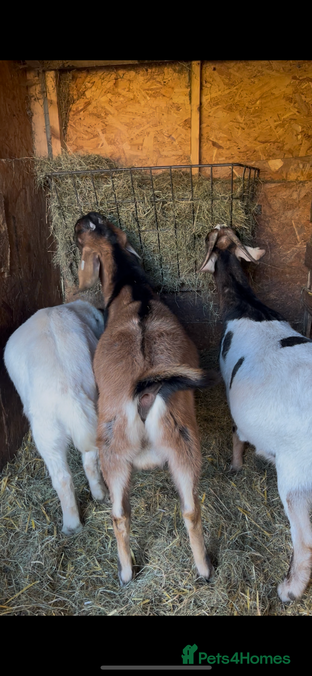 Goats livestock for sale: Male Goats for sale Billy and wether  - Advert 3