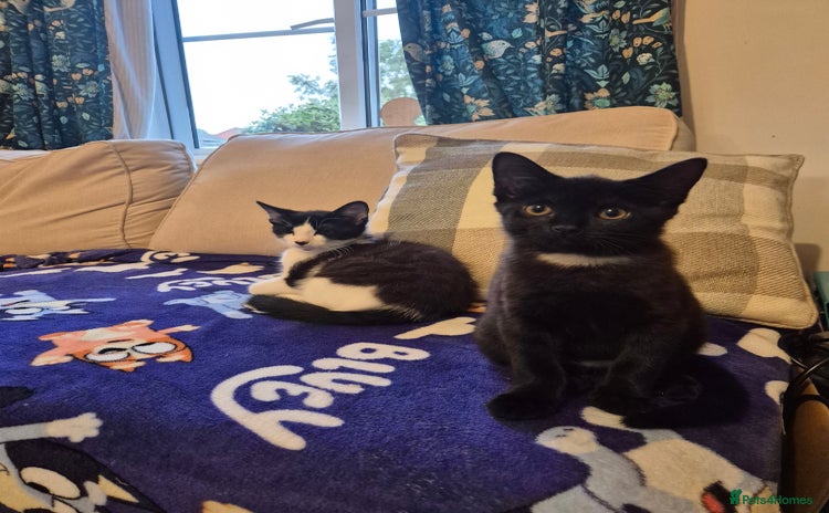 Mixed Breed cats - Advert 8