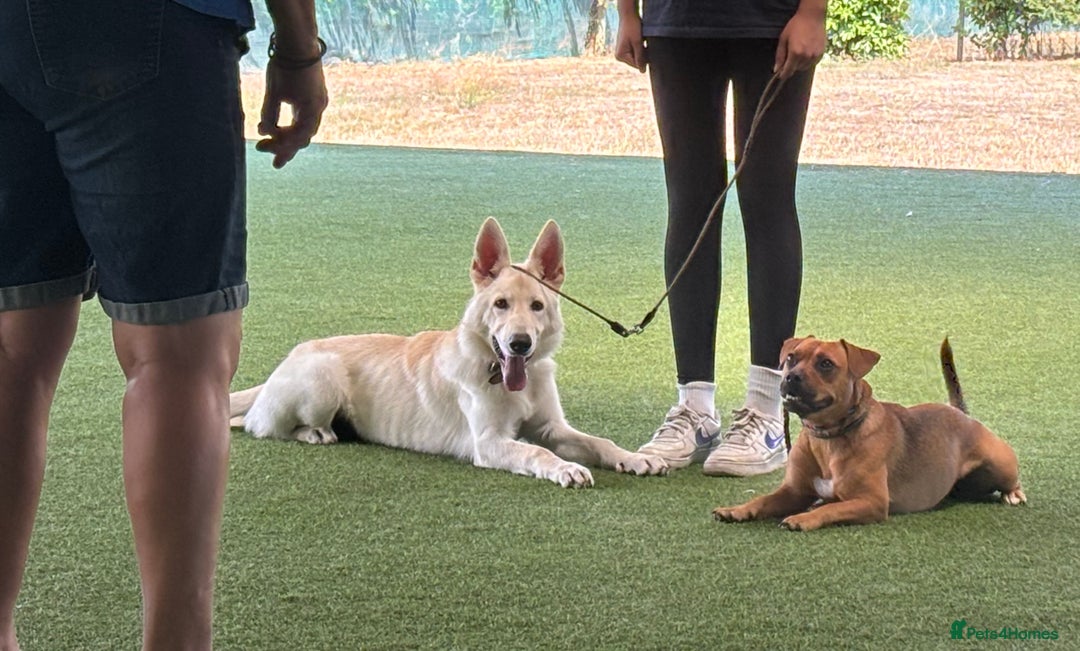 German Shepherd dogs for sale: 6 month old White Male GSD  - Image 2