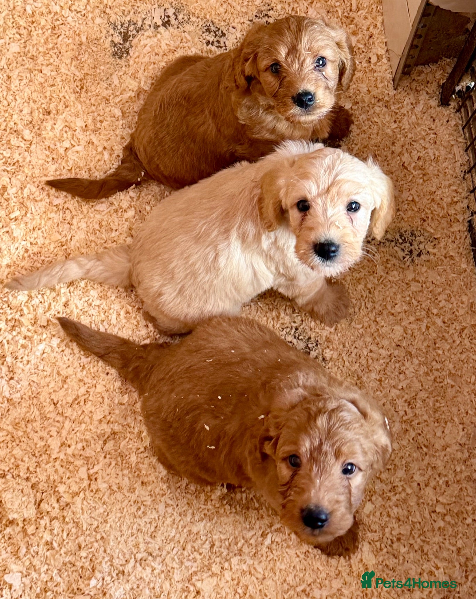 Labradoodle dogs Miniature Labradoodles frm licensed Exp breeder - Advert 1