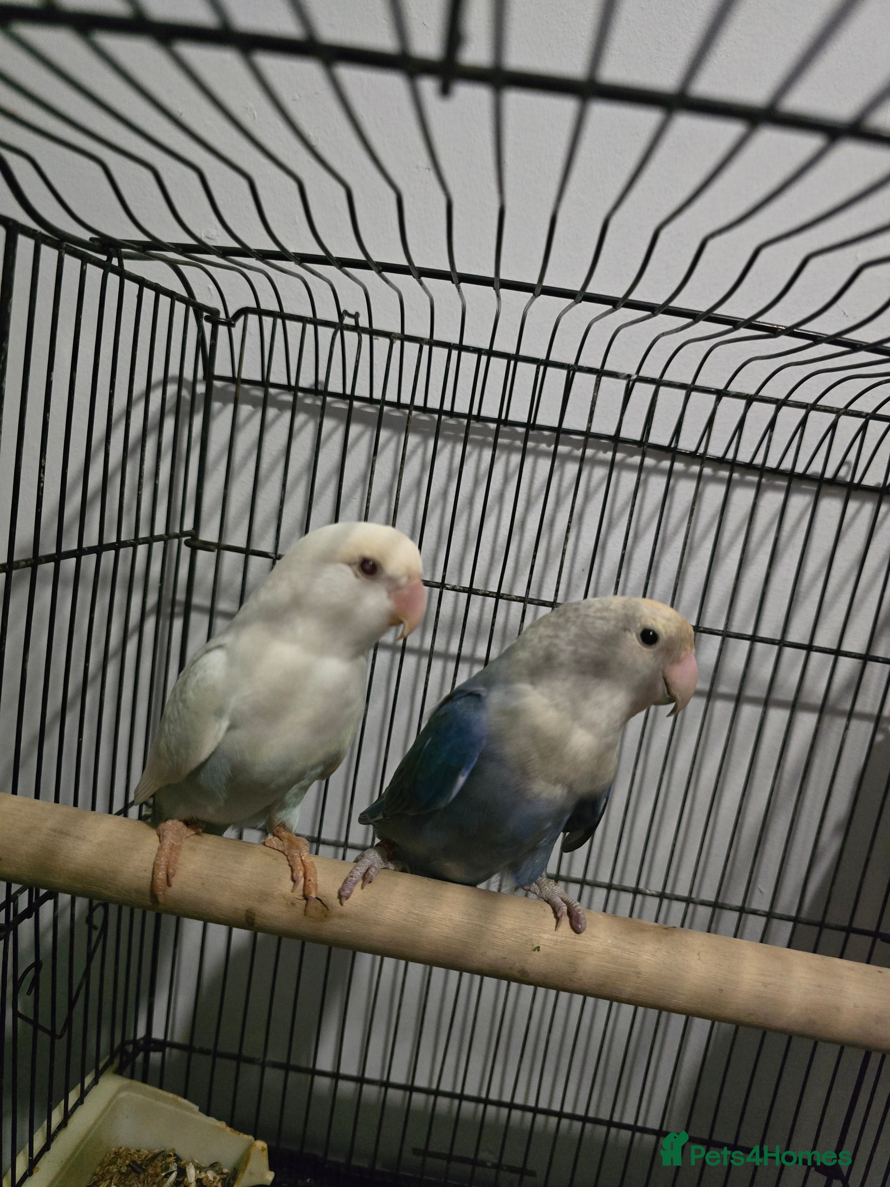 Lovebirds birds Lovebirds  - Advert 14