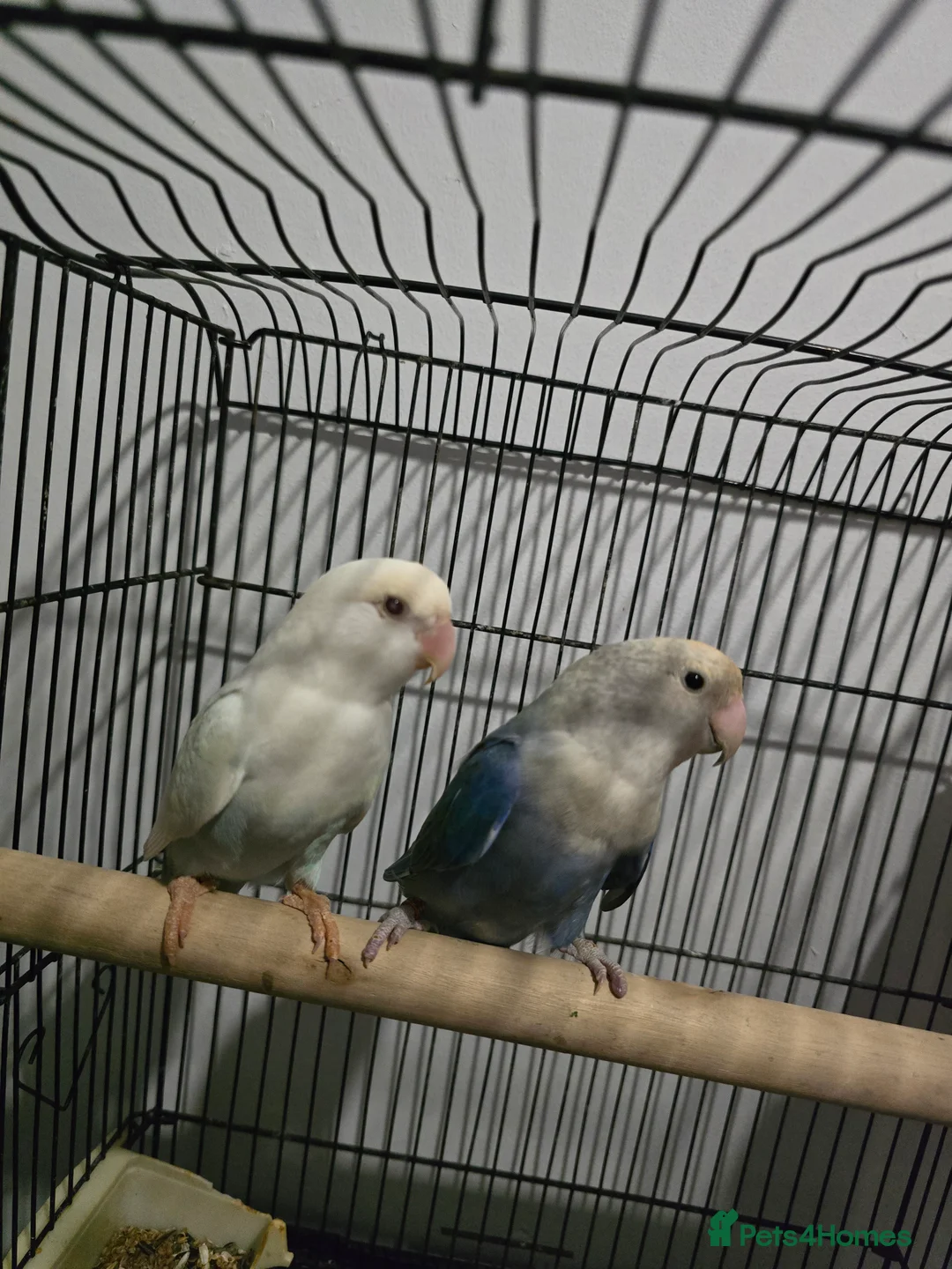 Lovebirds birds for sale: Lovebirds  - Advert 1