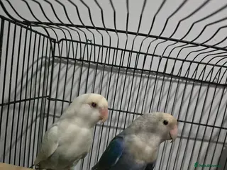 Lovebirds birds Lovebirds - Advert 14