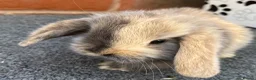 Mini Lop rabbits for sale: STUNNING PURE BREED MINI LOPS AMAZING COLOURS - Advert 15