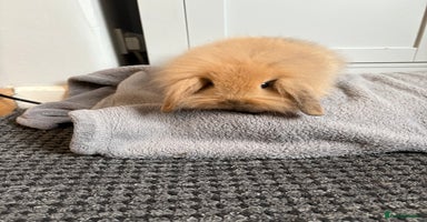 Mini Lion Lop rabbits - Advert 2