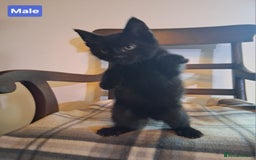 Mixed Breed cats for sale: Gorgeous Chunky Kittens  - Image 5
