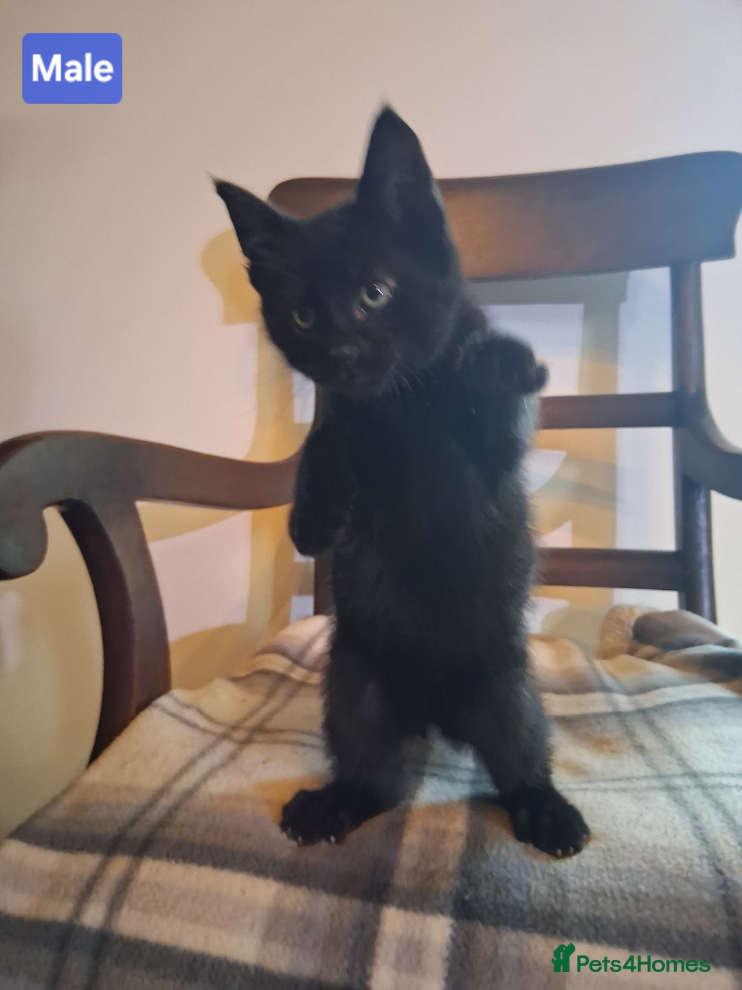 Mixed Breed cats for sale: Gorgeous Chunky Kittens  - Image 5