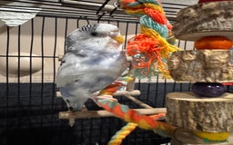 Budgerigars birds for sale: Tame female budgie need gone Asap  - Image 6