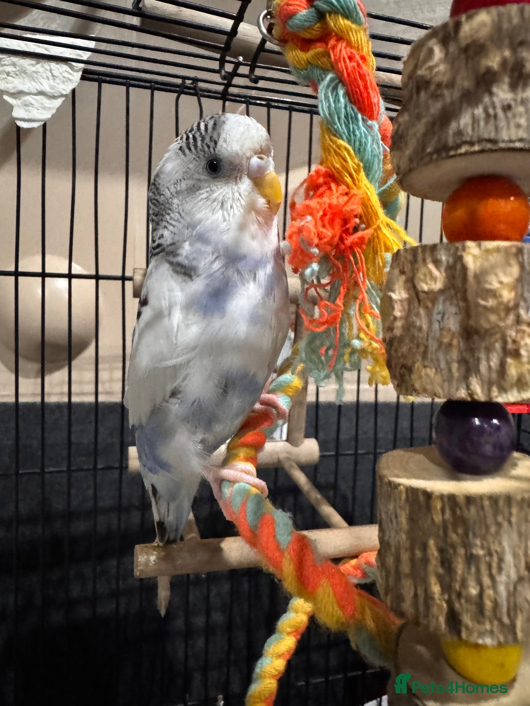 Budgerigars birds for sale: Tame female budgie need gone Asap  - Image 6