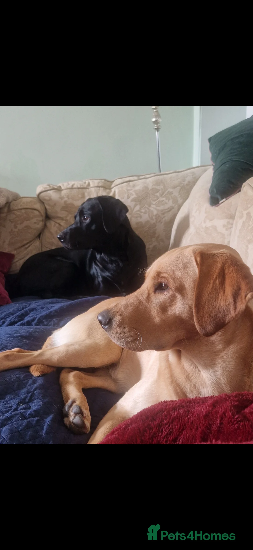 Labrador Retriever dogs for stud: Unproven Labrador Stud NO FEE. KC reg/BVA screened in Brecon - Advert 33