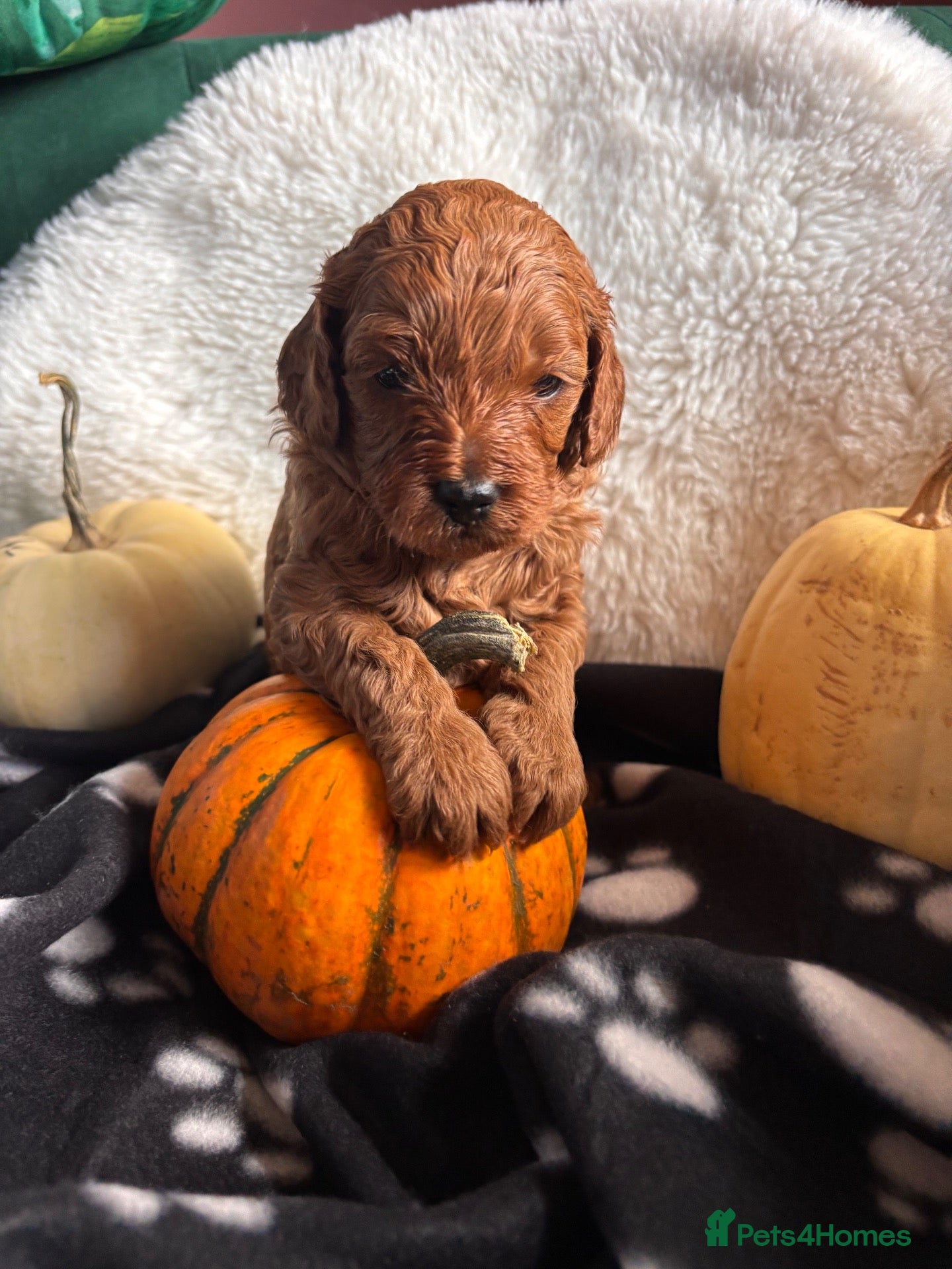 Cavapoo dogs for sale: A Gorgeous litter of Cavapoo puppies  - Advert 9