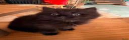 British Shorthair cats for sale: BRITISH SHORTHAIR DOLLS READY NOW! in Uxbridge - Advert 23