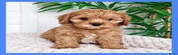 Cavapoo dogs for sale: Gorgeous cavapoo puppies from DNA tested parents - Advert 21