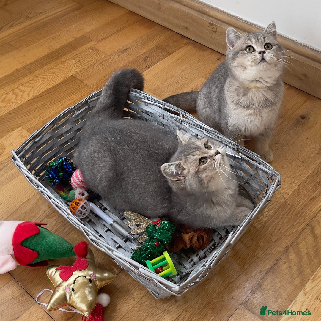 British Shorthair cats for sale: Remaining 2 TICA & GCCF British Shorthair Kittens - Advert 11