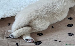 Golden Retriever dogs for sale: Stunning quality golden retriever puppies - Advert 20