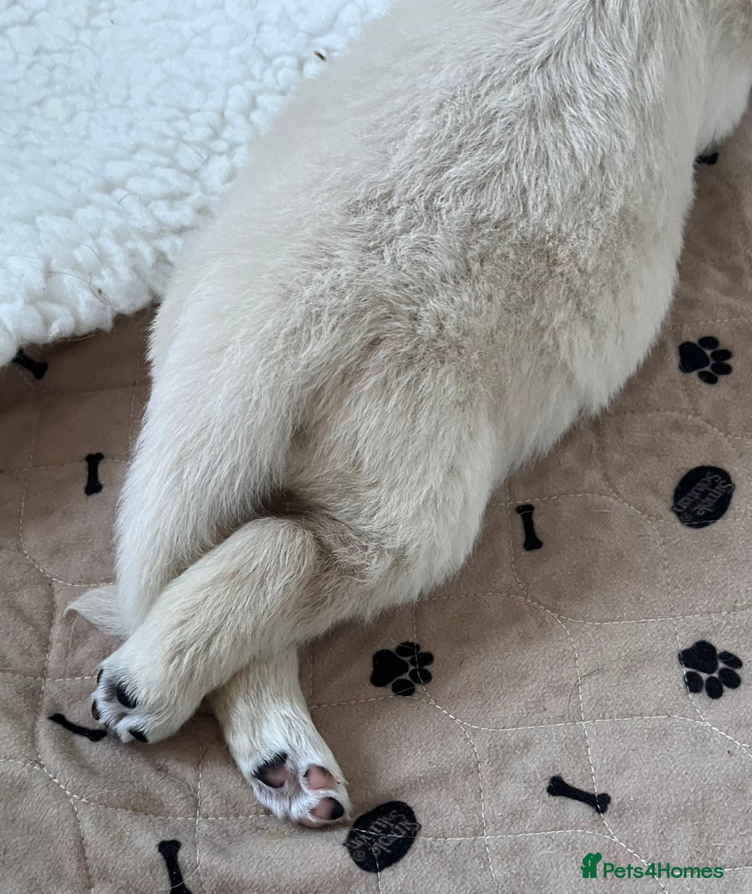 Golden Retriever dogs for sale: Stunning quality golden retriever puppies - Advert 20