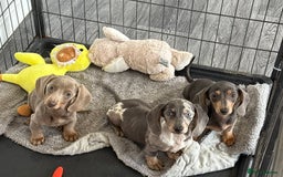 Miniature Dachshund dogs for sale: Mini Dachshund puppies for sale  - Image 8