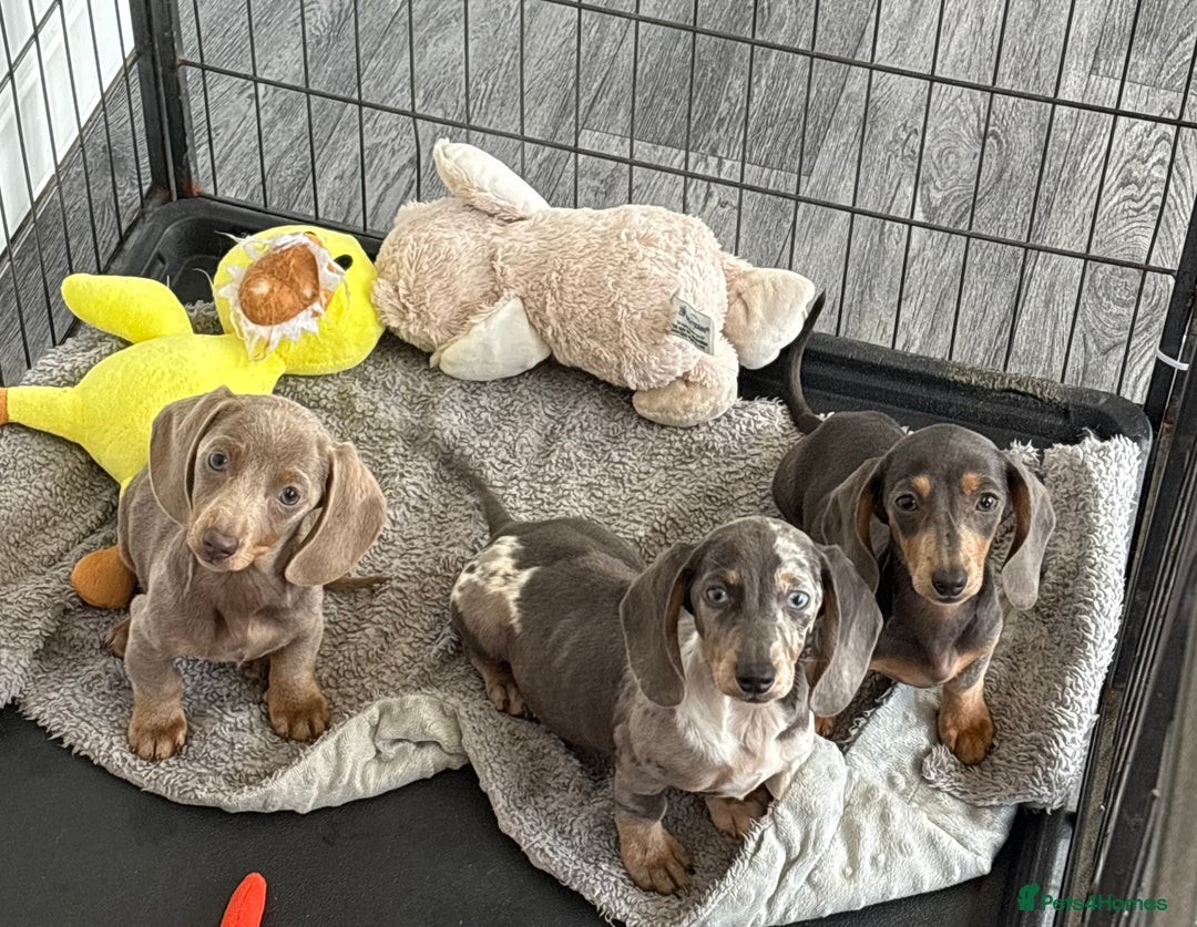 Miniature Dachshund dogs for sale: Mini Dachshund puppies for sale  - Image 8