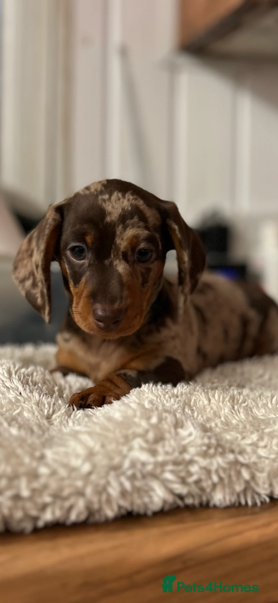 Miniature Dachshund dogs for sale: Dachshund (Miniature) beautiful Puppies  - Advert 2