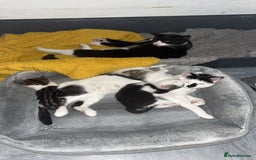 Ocicat cats for sale: Kitten for sale - Image 6