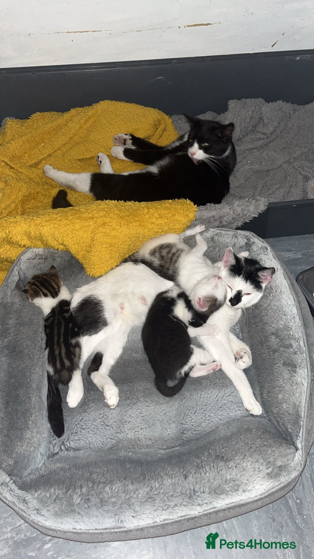 Ocicat cats for sale: Kitten for sale - Image 6