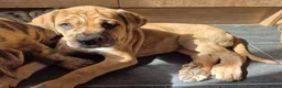 Cane Corso dogs for sale: REDUCED PRICE❗️Cane corso cross tibetan mastiff - Advert 5