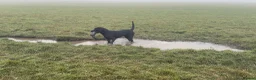Labrador Retriever dogs for stud: Reuben in Consett - Advert 3