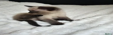 Mixed Breed Kitten 3