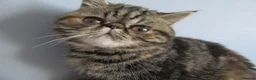 Exotic cats for sale:  Beautiful Exotic female kittens - Advert 12