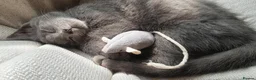 Mixed Breed cats for sale: Gray tabby kitten in North Walsham - Advert 8