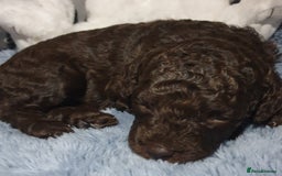 Jackapoo dogs for sale: Chocolate Jackapoo Female F1B - Image 5