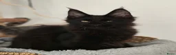 Maine Coon cats for sale: Maine coon Pedigree Kittens  - Advert 8