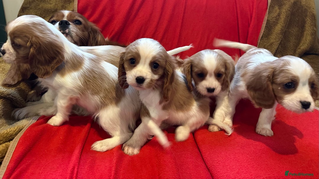 Cavalier King Charles Spaniel dogs for sale: Gorgeous Cavalier King Charles Spaniel puppies - Advert 1