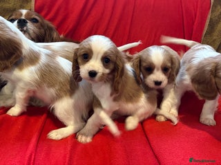 Cavalier King Charles Spaniel dogs Gorgeous Cavalier King Charles Spaniel puppies - Advert 15