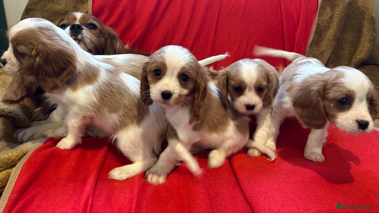Cavalier King Charles Spaniel dogs Gorgeous Cavalier King Charles Spaniel puppies - Advert 2
