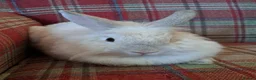 Mini Lion Lop rabbits for sale: Adorable Mini Lion Lop Rabbits🐇🩷 - Advert 2