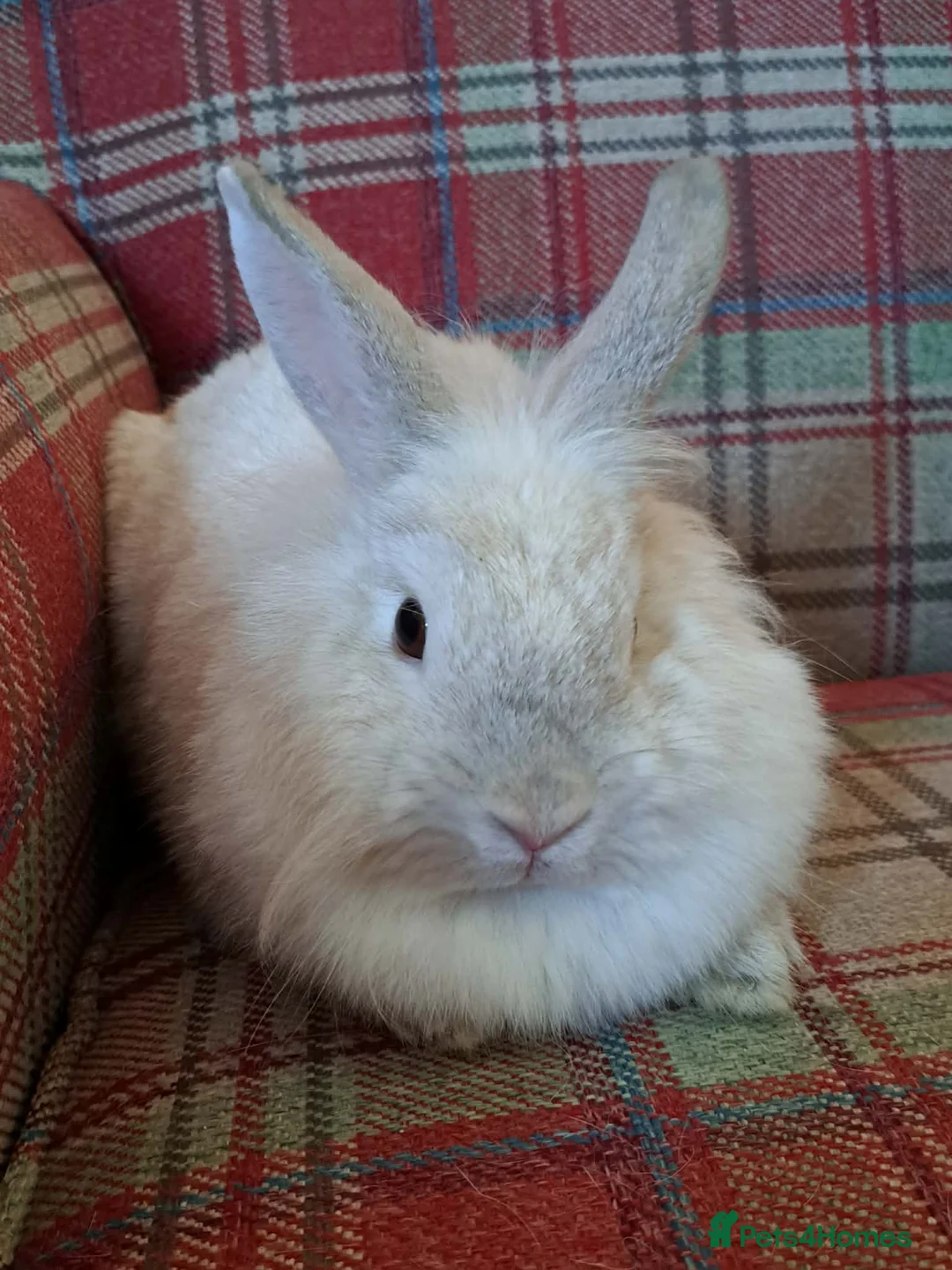 Mini Lion Lop rabbits for sale: Adorable Mini Lion Lop Rabbits🐇🩷 - Advert 2