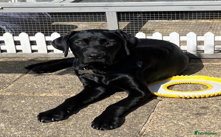 Labrador Retriever dogs - Advert 5