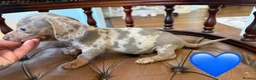 Miniature Dachshund dogs for sale: Beautiful LH & SH Dapples Miniature Dachshund Pups - Advert 19