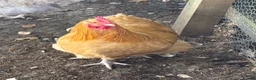 Chickens poultry for sale: 2 Pure Buff Orpington Cockerels  in Hull - Advert 3