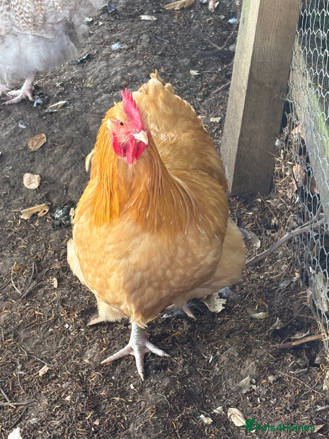 Chickens poultry for sale: 2 Pure Buff Orpington Cockerels  in Hull - Advert 3