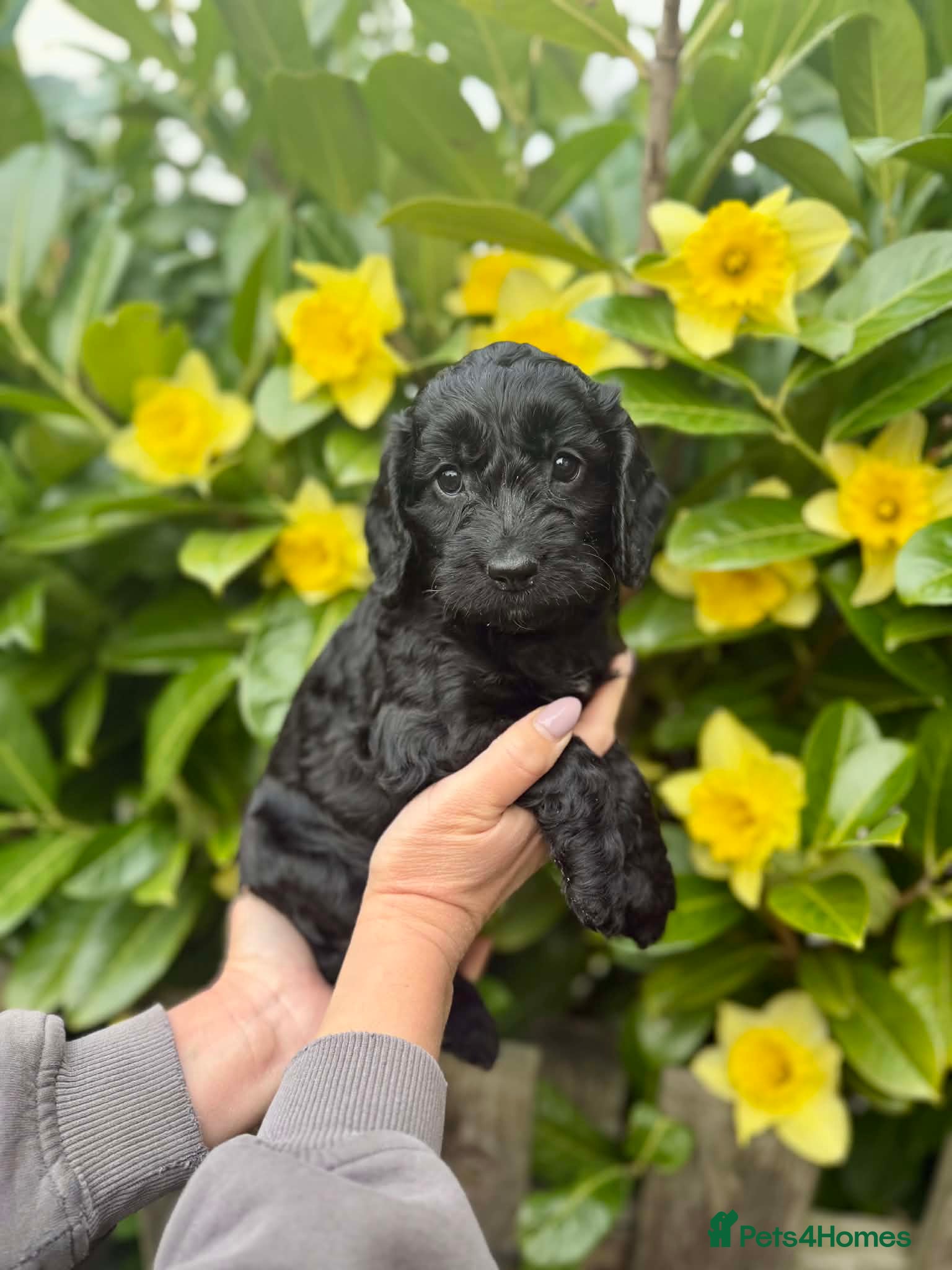 Cockapoo dogs 7 adorable F1b cockapoos stunning colours 2 left - Advert 1