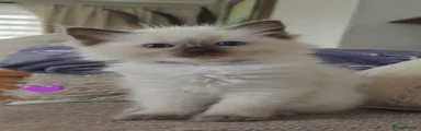 Ragdoll Kitten 2