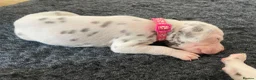 Dalmatian dogs for sale: Exceptional KC Liver Spotted Dalmatian Puppies - Advert 25