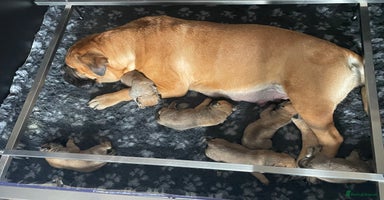 Bullmastiff dogs - Advert 14