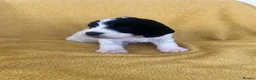 Mixed Breed dogs for sale: Beautiful litter of home reared puppies  in Blackpool - Advert 9