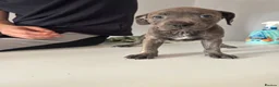 Staffordshire Bull Terrier dogs for sale: Staffordshire bull terriers  - Advert 8